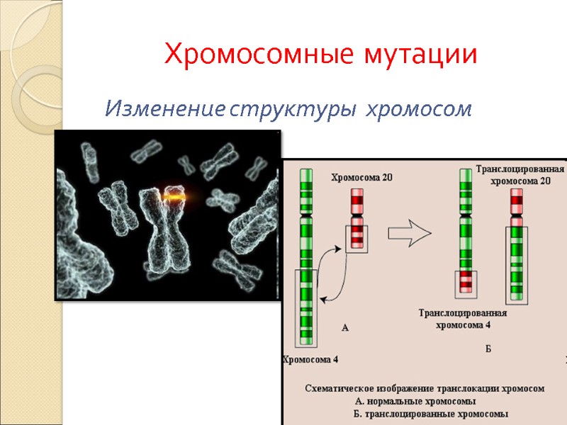 Хромосомные мутации  Изменение структуры  хромосом